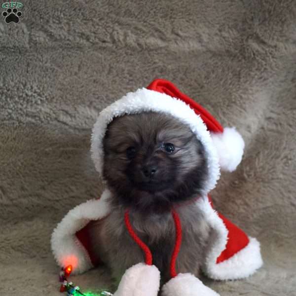 Simon, Pomeranian Puppy