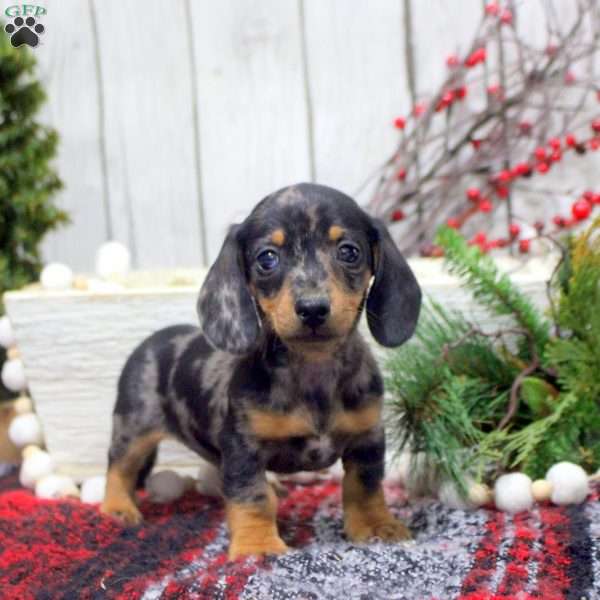 Skip-Mini, Dachshund Puppy