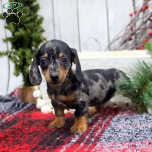 Skip-Mini, Dachshund Puppy