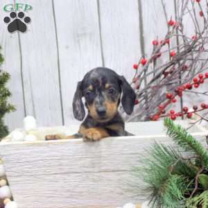 Skip-Mini, Dachshund Puppy
