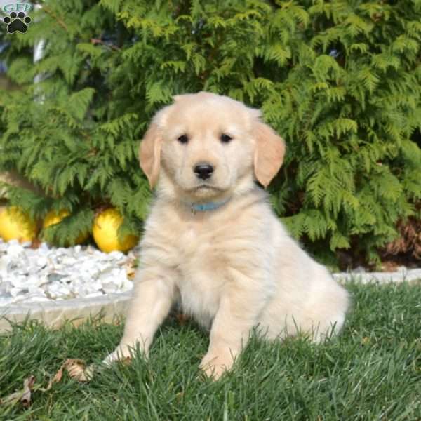Skipper, Golden Retriever Puppy