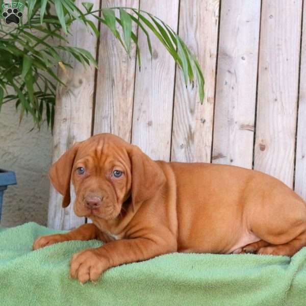 Skippy, Vizsla Puppy