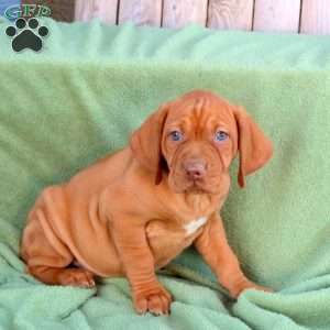 Skippy, Vizsla Puppy
