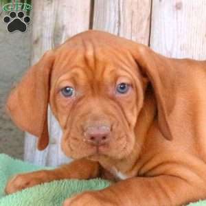 Skippy, Vizsla Puppy