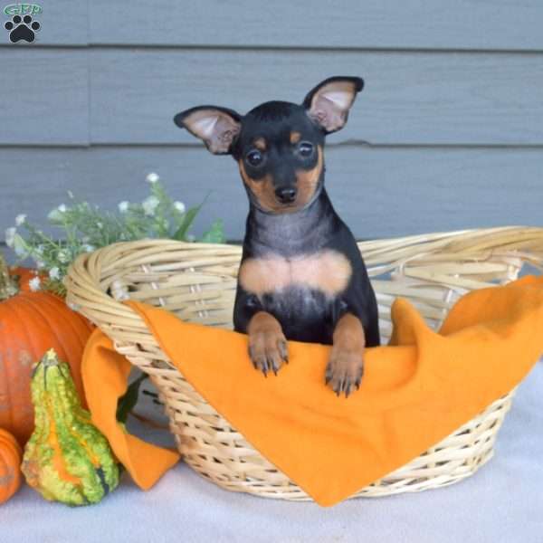 Sky, Miniature Pinscher Puppy