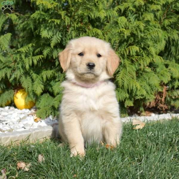 Sky, Golden Retriever Puppy
