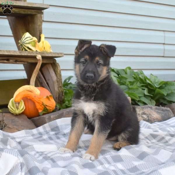 Sky, German Shepherd Puppy