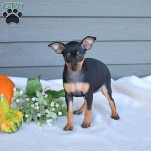 Sky, Miniature Pinscher Puppy