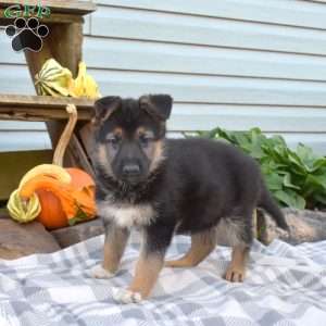 Sky, German Shepherd Puppy