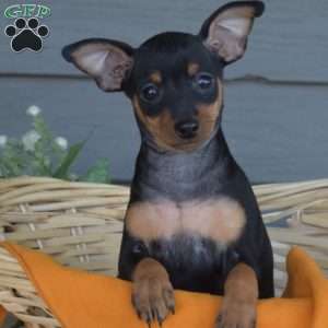Sky, Miniature Pinscher Puppy