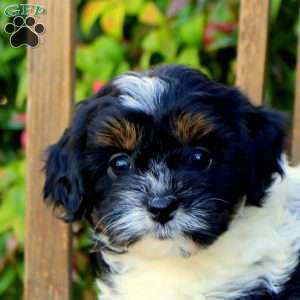 Sky, Cavapoo Puppy