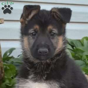 Sky, German Shepherd Puppy
