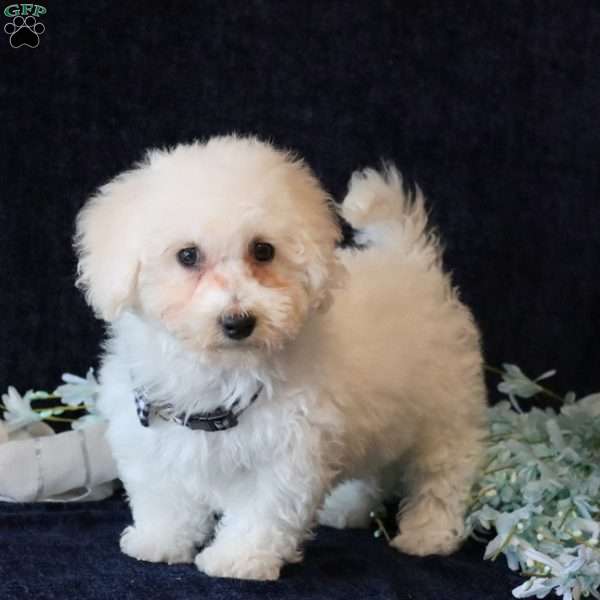 Skylar, Bichon Frise Puppy