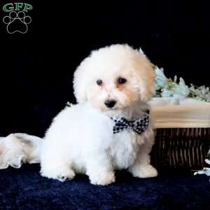 Skylar, Bichon Frise Puppy