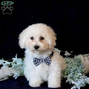 Skylar, Bichon Frise Puppy