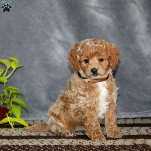 Skyler-F1B, Cockapoo Puppy