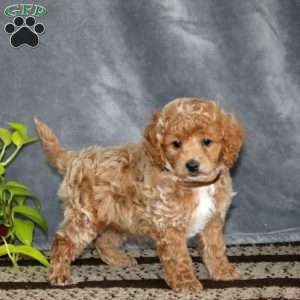 Skyler-F1B, Cockapoo Puppy