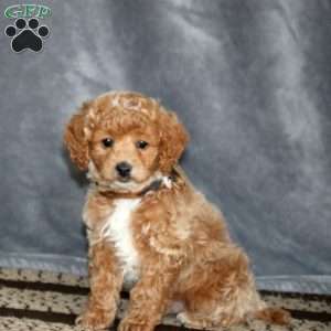Skyler-F1B, Cockapoo Puppy