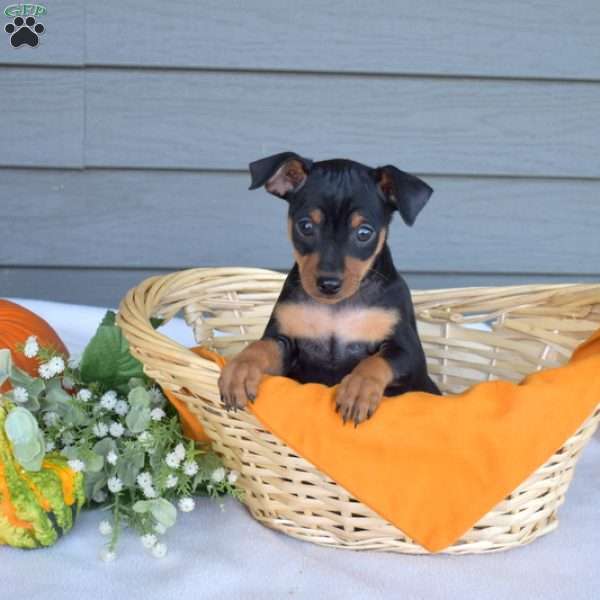 Smokey, Miniature Pinscher Puppy