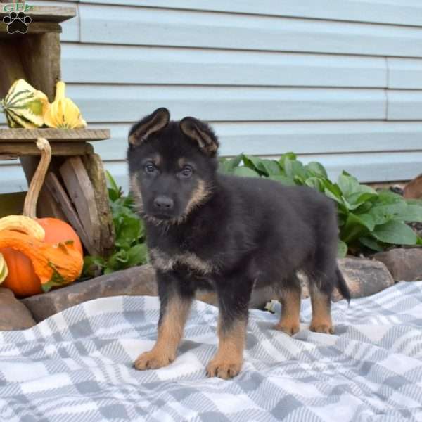 Smokey, German Shepherd Puppy