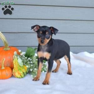 Smokey, Miniature Pinscher Puppy