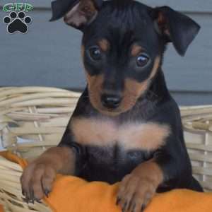 Smokey, Miniature Pinscher Puppy