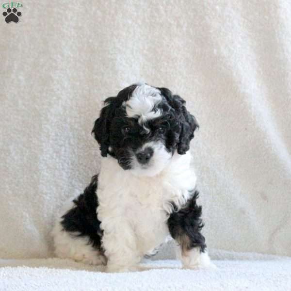 Snowball, Cavapoo Puppy