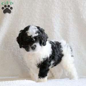 Snowball, Cavapoo Puppy