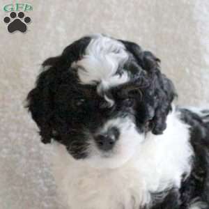 Snowball, Cavapoo Puppy