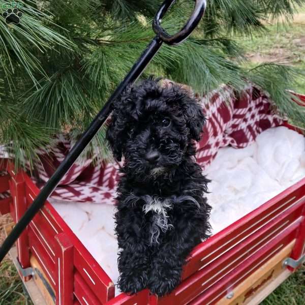 Snowflake, Toy Poodle Puppy