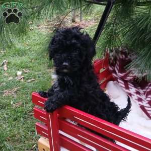 Snowflake, Toy Poodle Puppy