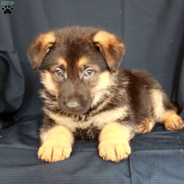 Solomon, German Shepherd Puppy