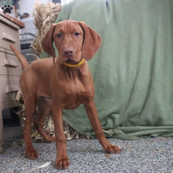 Sunny, Vizsla Puppy
