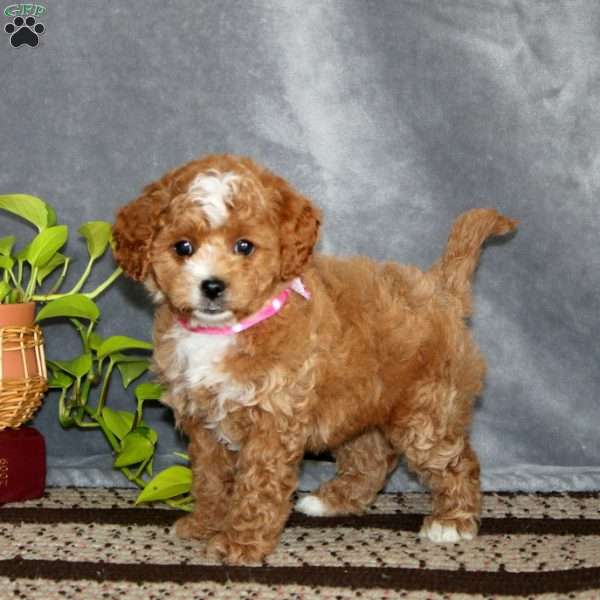 Sophie-F1B, Cockapoo Puppy