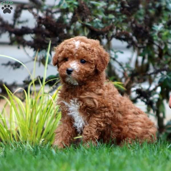 Spark, Mini Goldendoodle Puppy