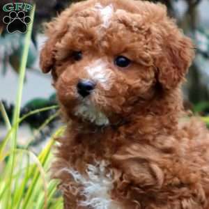 Spark, Mini Goldendoodle Puppy