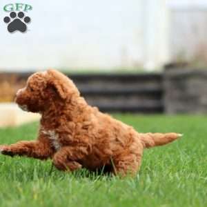 Spark, Mini Goldendoodle Puppy