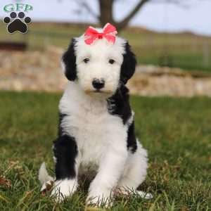 Sparkle, Sheepadoodle Puppy