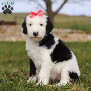 Sparkle, Sheepadoodle Puppy