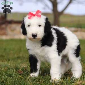 Sparkle, Sheepadoodle Puppy