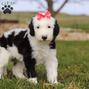 Sparkle, Sheepadoodle Puppy