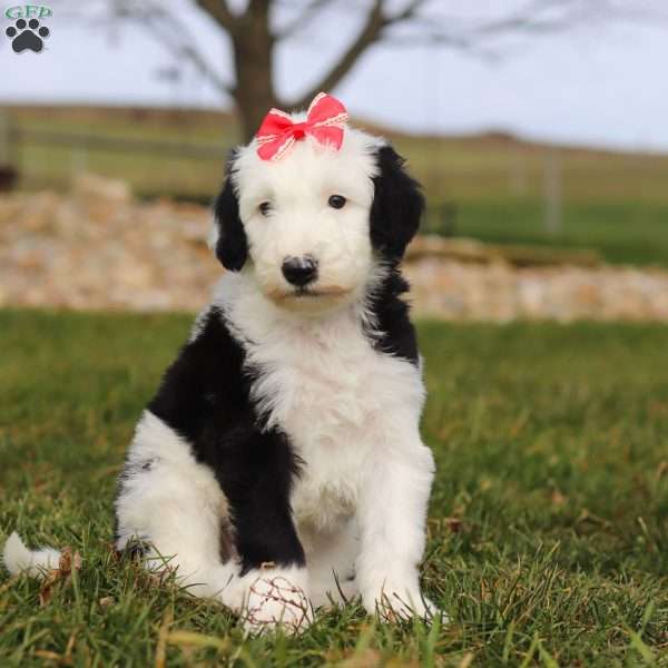 Sparkle, Sheepadoodle Puppy