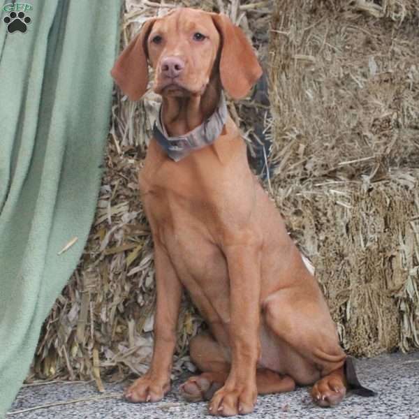 Sparky, Vizsla Puppy