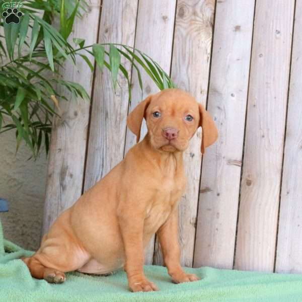 Sparky, Vizsla Puppy