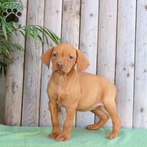 Sparky, Vizsla Puppy