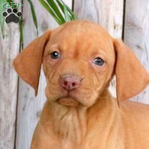 Sparky, Vizsla Puppy