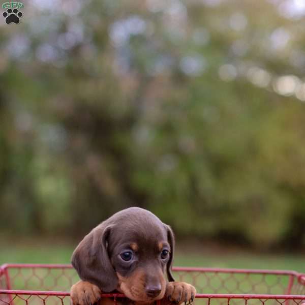 Sparky, Dachshund Puppy