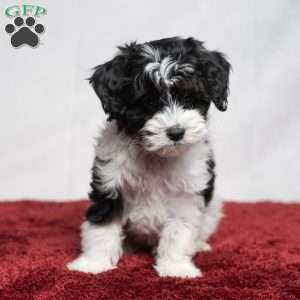 Spencer, Cavapoo Puppy