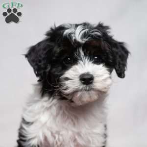 Spencer, Cavapoo Puppy