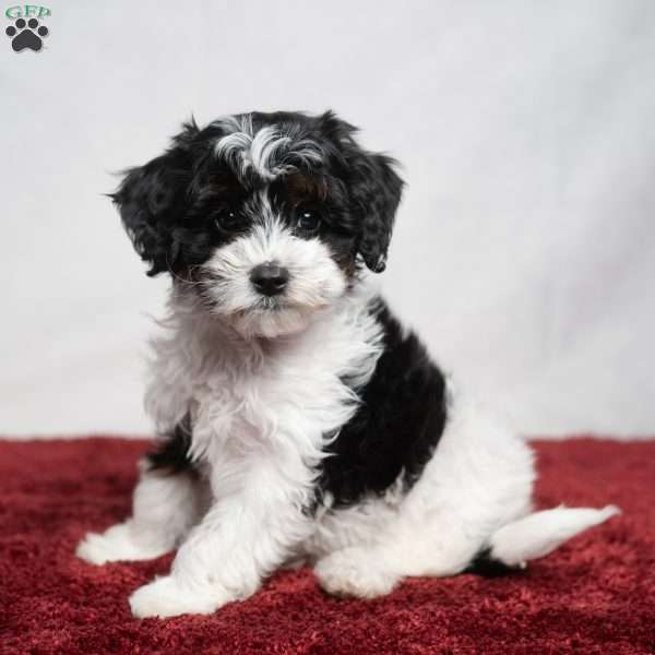 Spencer, Cavapoo Puppy